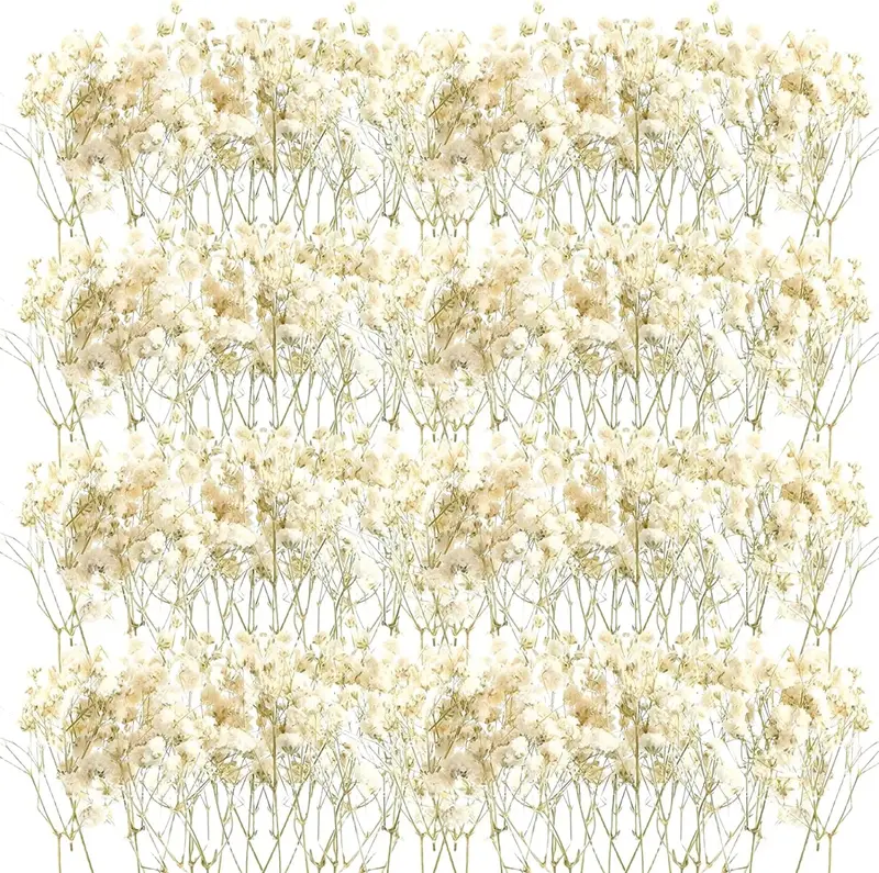 50-Piece Dried Baby’S Breath Sprigs – Natural Ivory Gypsophila For Bouquets, Cards, And Home Styling 1