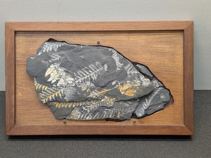 Museum-Grade Carboniferous Fern Fossil From St. Clair Mine, Pa – Walnut Display Mount 1